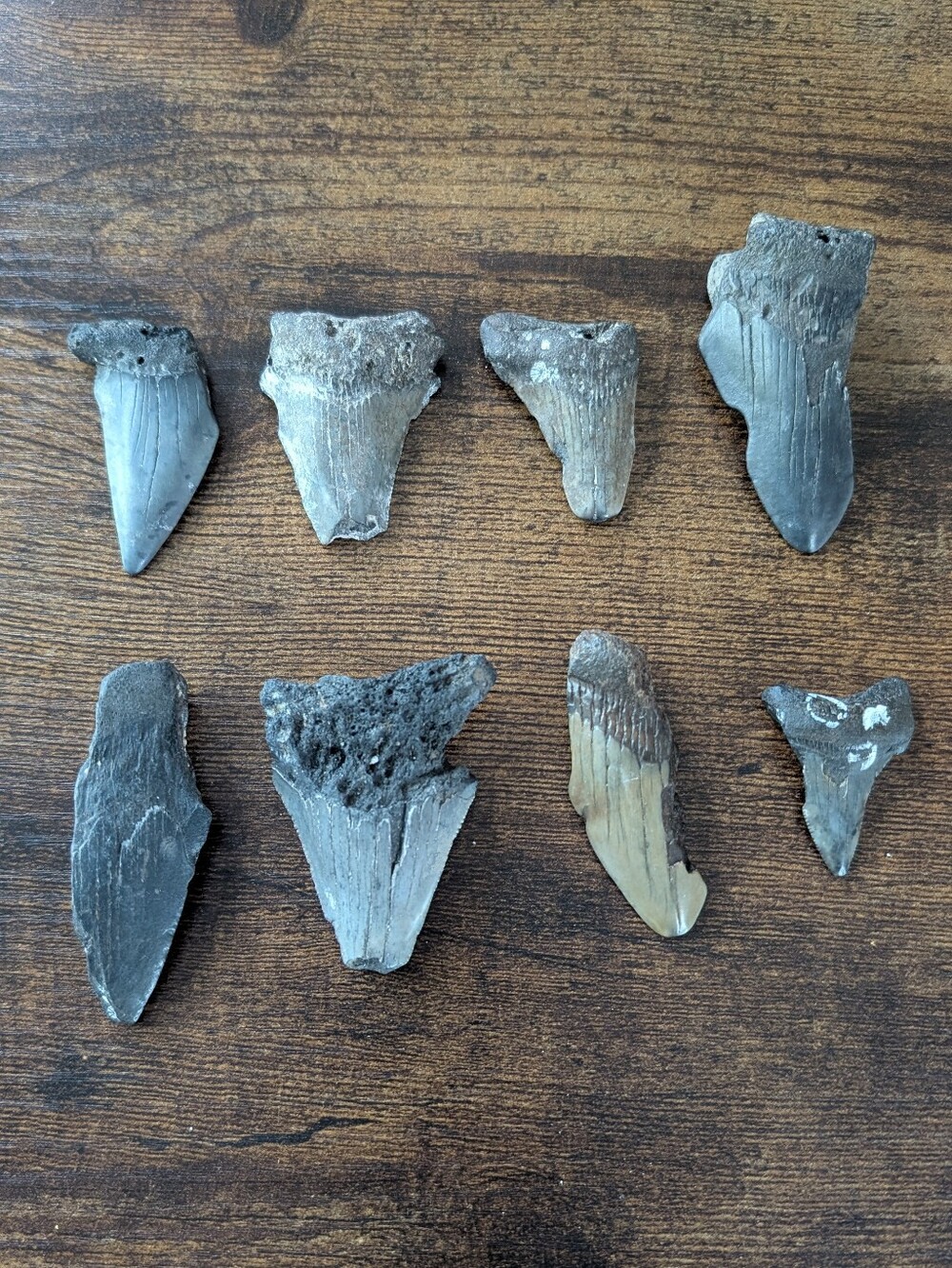 Mature Shark Teeth Fossilized ~2-3 Inches Gray and Tan Jewelry